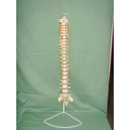 自然大脊椎带枕骨和骶骨附血管和神经模型