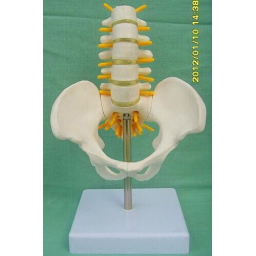 中型腰椎带骨盆