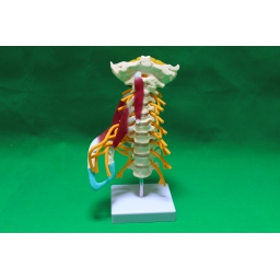 高级颈椎附肌肉模型