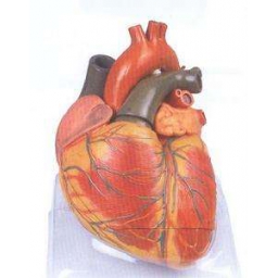 成人心脏解剖放大模型