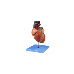 成人心脏解剖放大模型