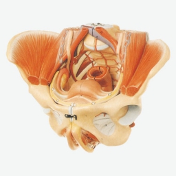 女性骨盆附生殖器官与血管神经模型